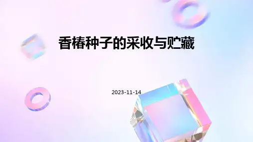 香椿种子的采收与贮藏