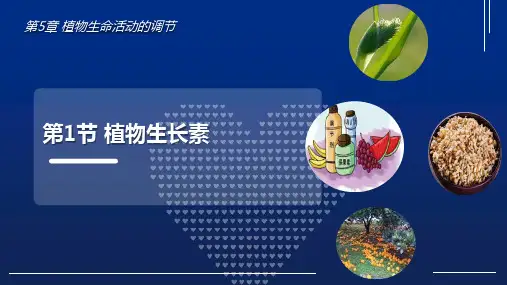 5.1植物生长素课件-2024-2025学年高二上学期生物人教版(2019)选择性必修1