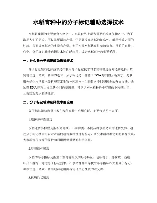 水稻育种中的分子标记辅助选择技术