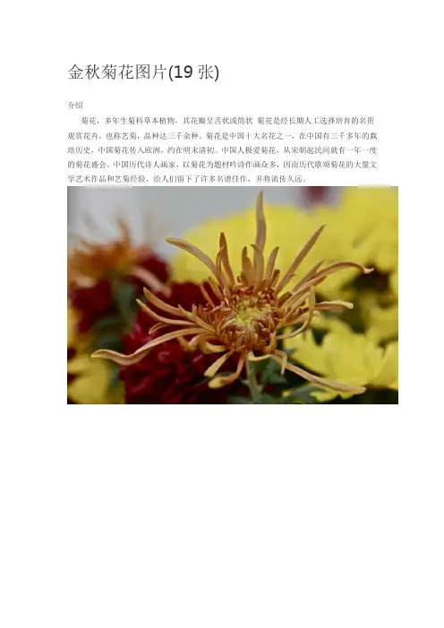 金秋菊花图片(19张)