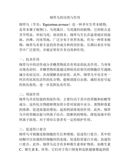 细草乌的功效与作用