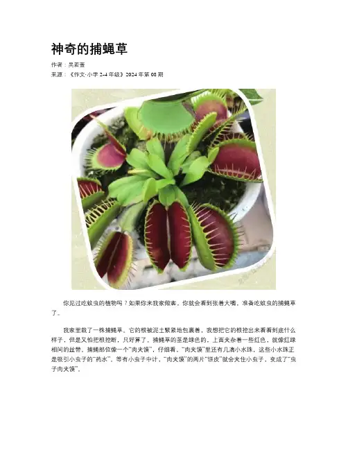神奇的捕蝇草