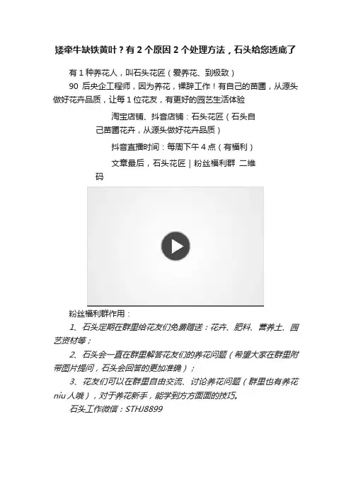 矮牵牛缺铁黄叶？有2个原因2个处理方法，石头给您透底了