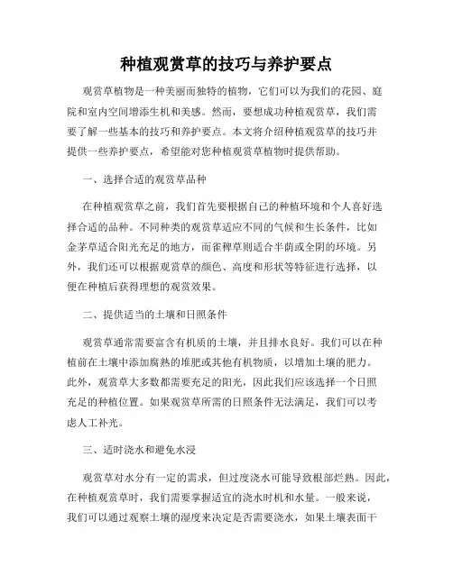 种植观赏草的技巧与养护要点