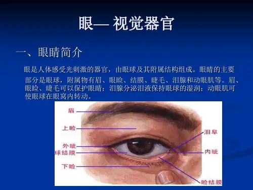 眼睛视觉器官ppt课件