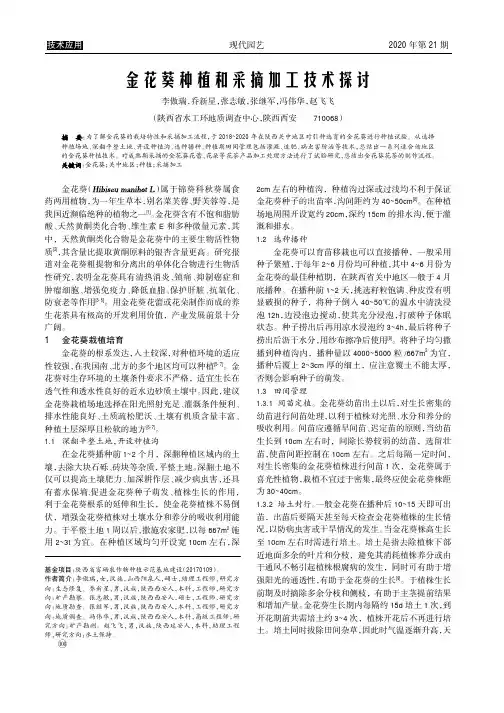 金花葵种植和采摘加工技术探讨