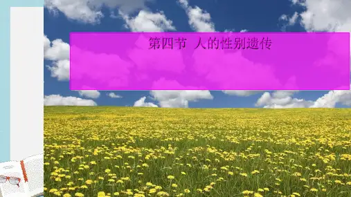 【八下生物】新人教版八年级生物下册第七单元第二章第四节人的性别遗传ppt课件-精选课件