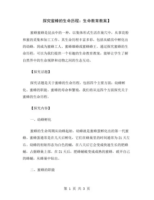 探究蜜蜂的生命历程：生命教育教案