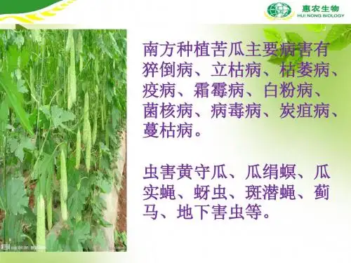 湖南苦瓜病虫害及防治