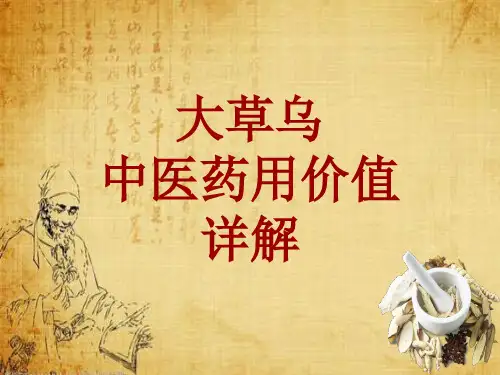 中药学_大草乌_药材详解课件模板
