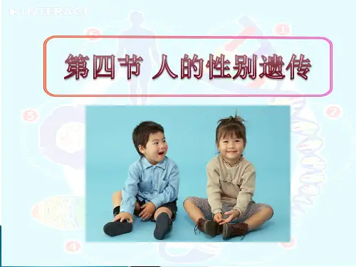 人的性别遗传_公开课_课件