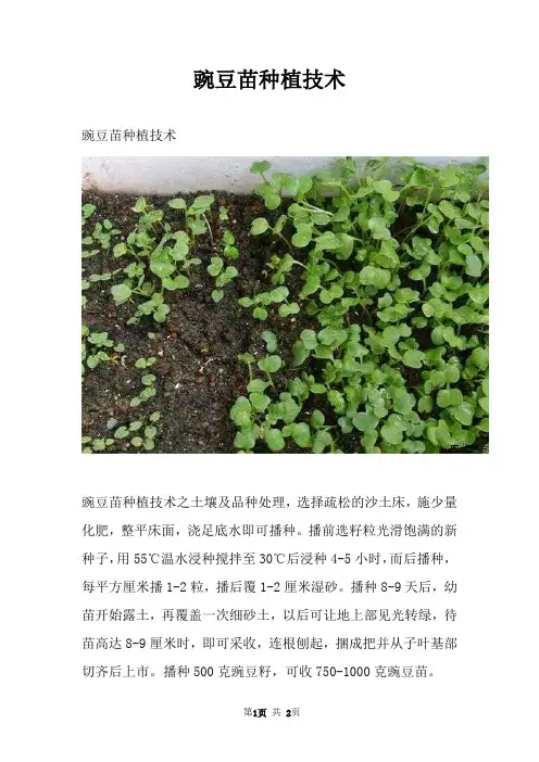 豌豆苗种植技术
