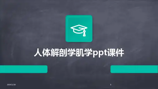 2024版人体解剖学肌学ppt课件