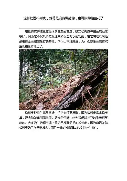 这样处理松树皮，就算是没有发酵的，也可以种植兰花了