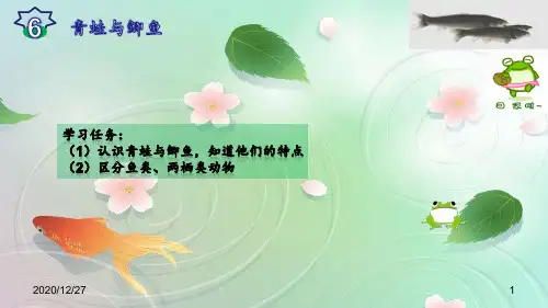 三年级上 青蛙与鲫鱼 ppt课件