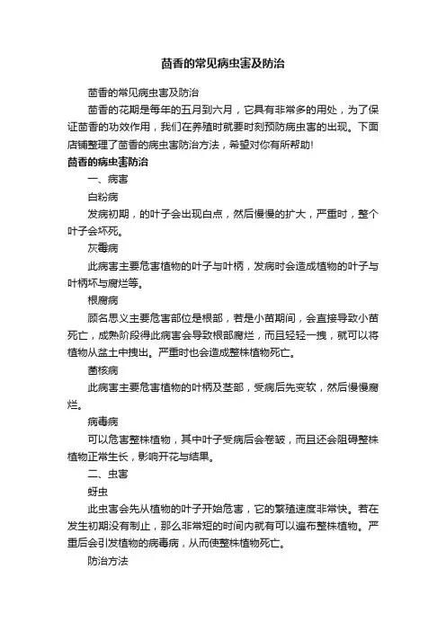 茴香的常见病虫害及防治
