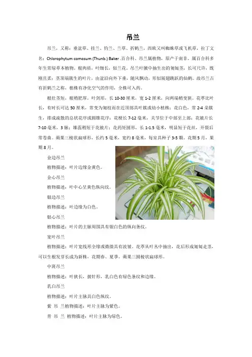 初三美术课件-《线条的艺术变现力》文档资料：吊兰 最新