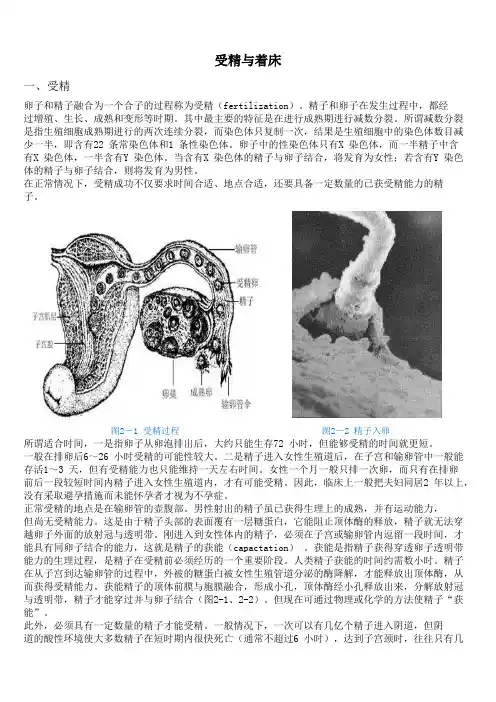 受精与着床