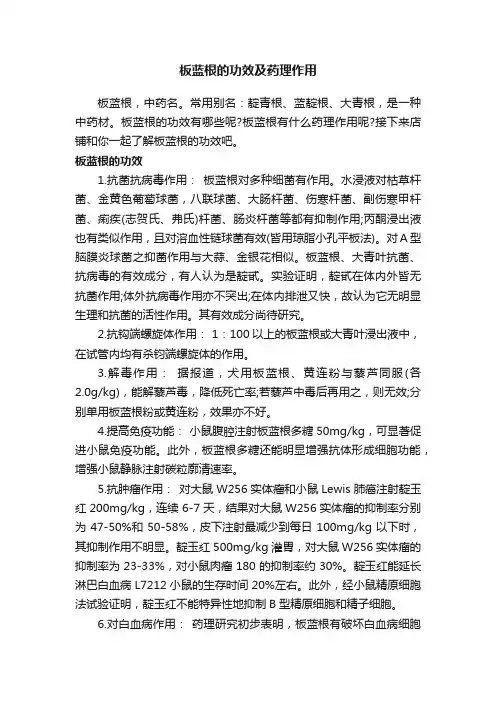 板蓝根的功效及药理作用