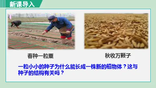 《种子的结构》PPT课件 七年级生物
