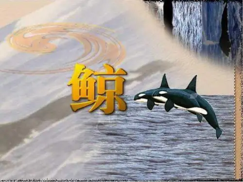 五年级上语文《鲸》精美课件