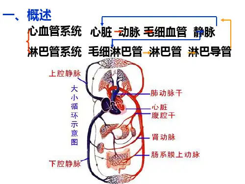 组织学与胚胎学20