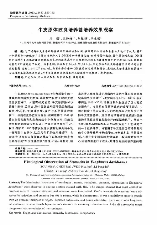 牛支原体改良培养基培养效果观察