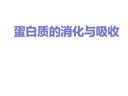 蛋白质的消化吸收.ppt