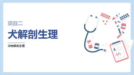 犬生理结构—运动系统(动物解剖生理课件)