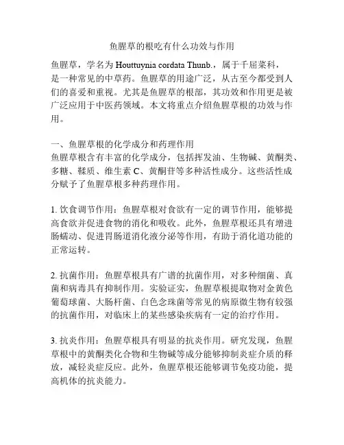 鱼腥草的根吃有什么功效与作用