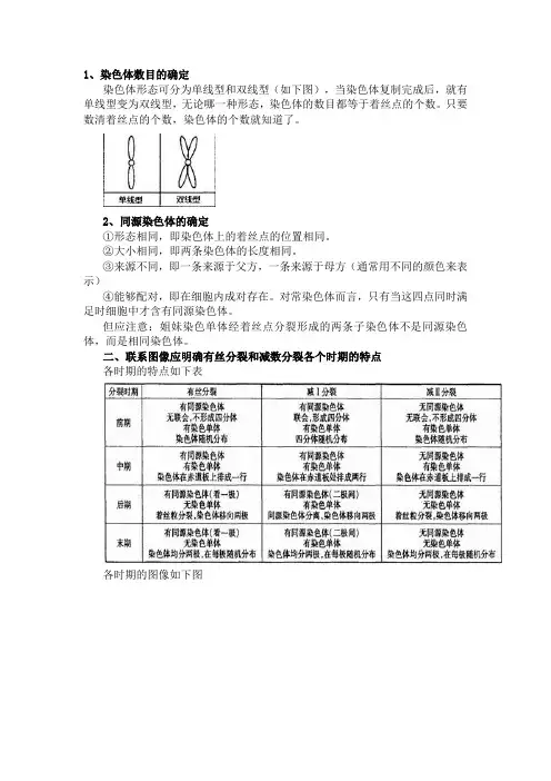 生物_有丝分裂和减数分裂图解_区别和联系