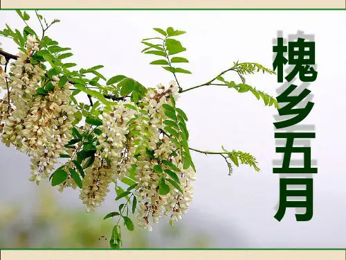槐乡五月PPT课件