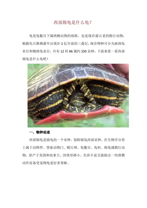 西部锦龟是什么龟？