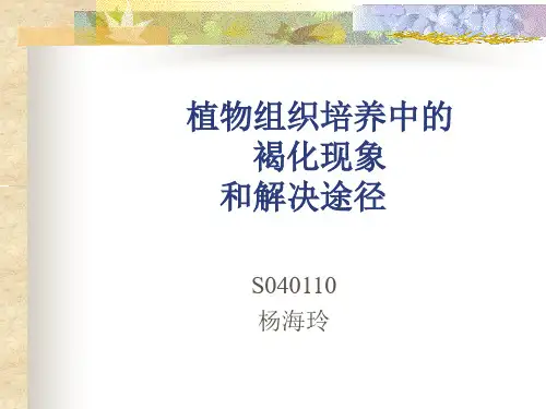 植物组织培养中的褐化现象和解决途径