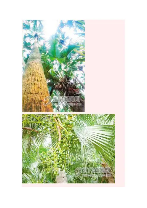 葵树子抗癌药用方子