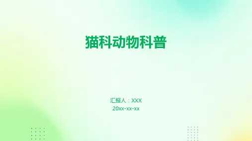 猫科动物科普