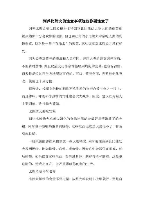 饲养比熊犬的注意事项这些你要注意了