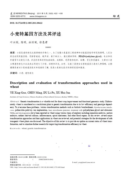 小麦转基因方法及其评述