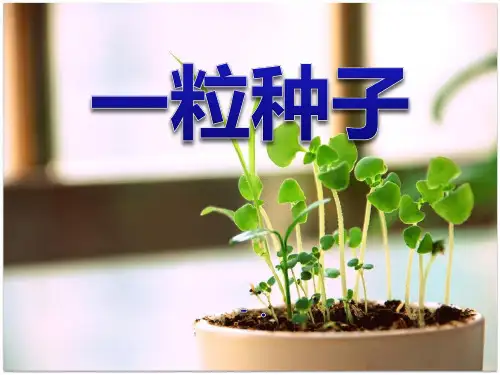 《一粒种子》PPT课件4