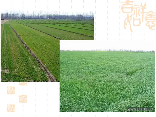 生态系统中的生产量和生物量(优秀版)