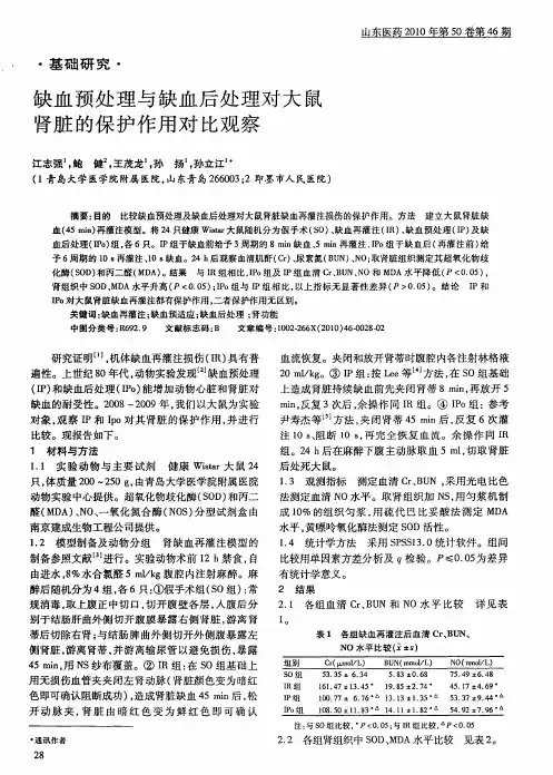 缺血预处理与缺血后处理对大鼠肾脏的保护作用对比观察