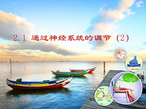 【新教材】2.1 通过神经系统的调节(2) 课件【新教材】人教版(2019)高中生物选择性必修一
