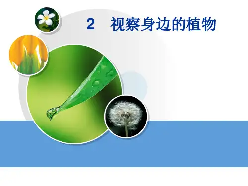 湘科版一年级下册科学观察身边的植物(课件共17张)