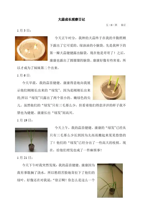 大蒜成长日记