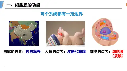 【课件】细胞膜的结构和功能课件-2022-2023学年高一上学期生物人教版(2019)必修1