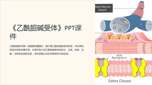 《乙酰胆碱受体》课件