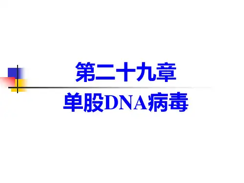 兽医微生物学课件- 单股DNA病毒