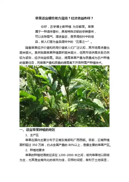 草果适宜哪些地方栽培？经济效益咋样？