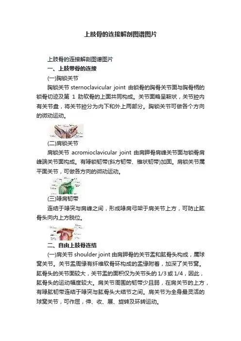 上肢骨的连接解剖图谱图片