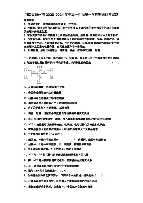 河南省郑州市2023-2024学年高一生物第一学期期末联考试题含解析